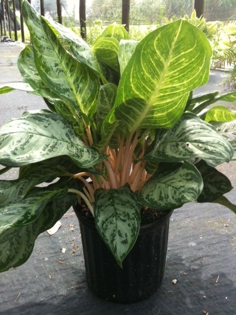 10" Aglaonema Pink Dalmation - Click Image to Close